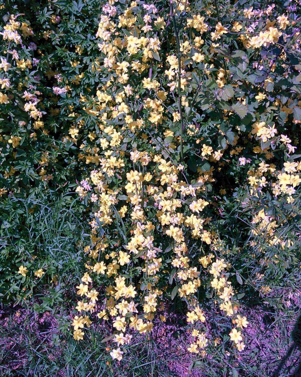 Jasminum mesnyi (= Jasminum primulinum)